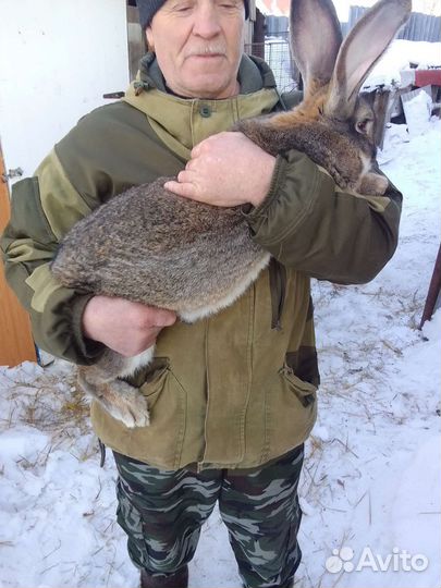 Кролики серый великан и ризен