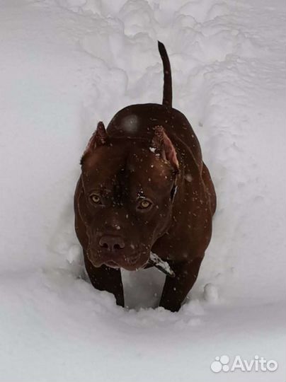 Питбуль вязка