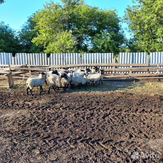 Романовские овцы, ягнята, катумский баран