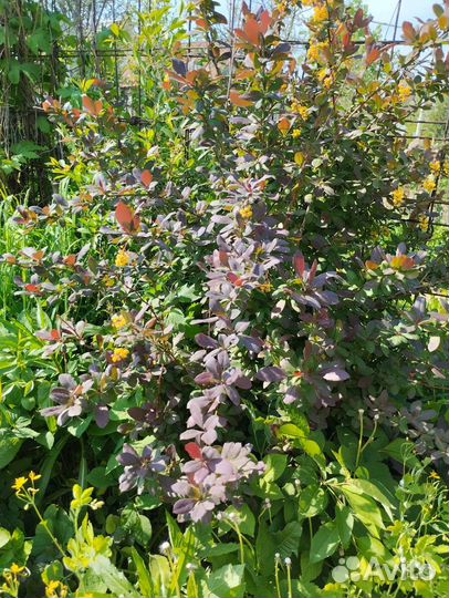 Барбарис красный