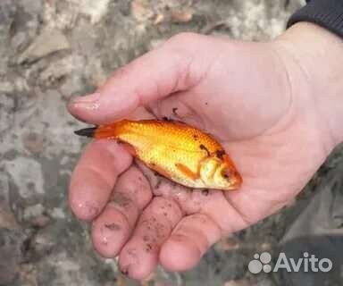 Красный карась