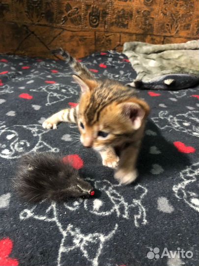 Бенгальская