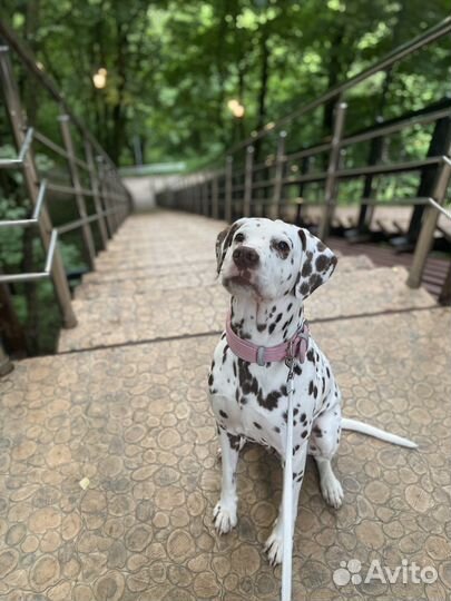 Далматин для фотосессии