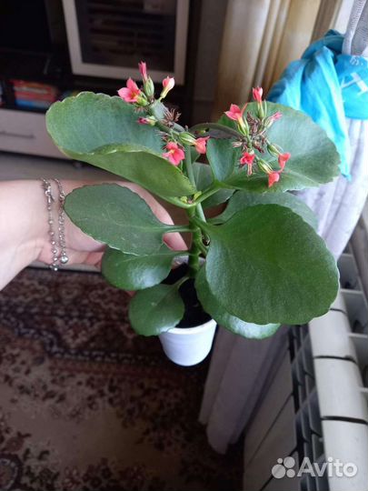 Цветы комнатные