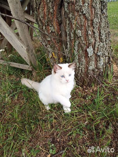 Кошечка Рэгдолл