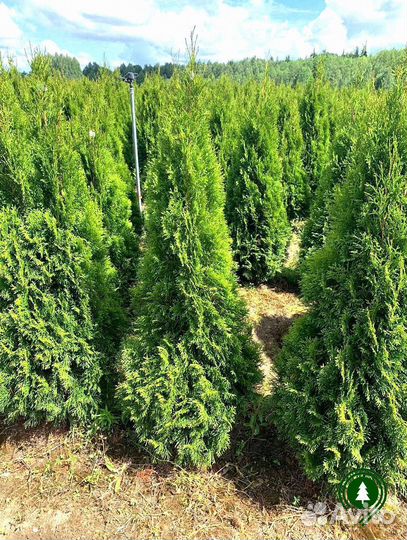 Туя. Доставим на дом