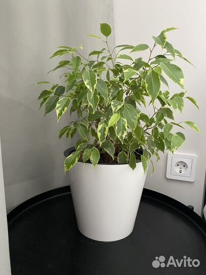 Фикус кинки