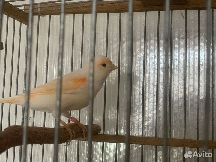 Кенара и канарейки