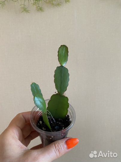 Рипсалидопсис (пасхальник)