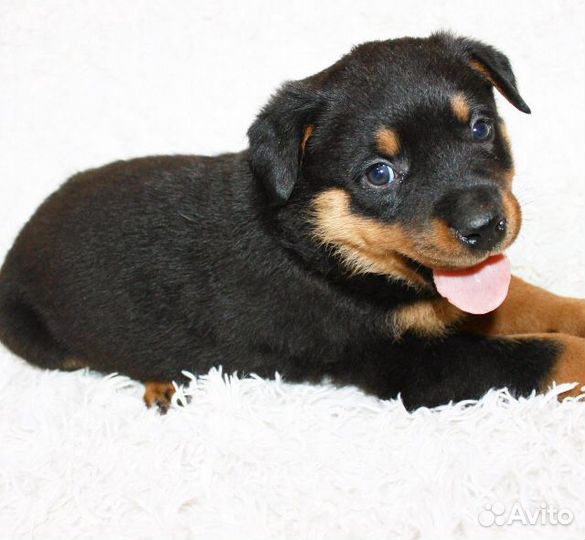 отдам щенков в хорошие руки прокопьевск. животные в прокопьевске. животные в прокопьевске. бездомные собаки. кролик и другие звери.