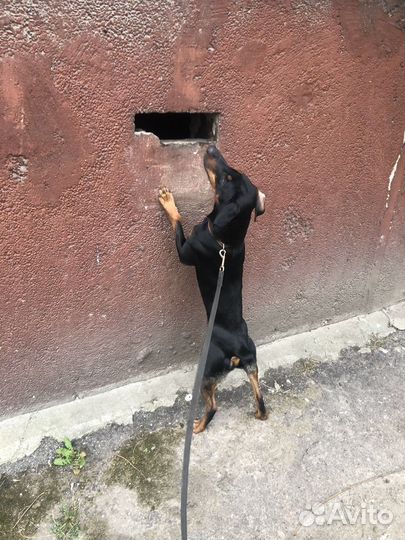 Ягдтерьер ищем невесту