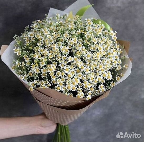 Цветы ромашки