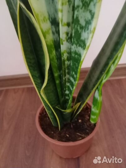 Сансевиерия большая