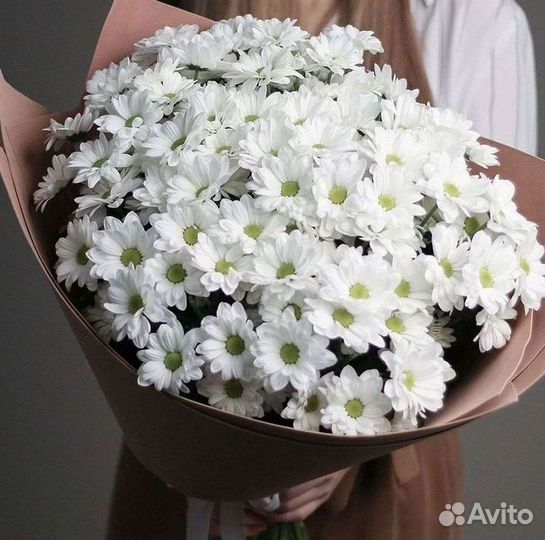 Хризантема Доставка цветов