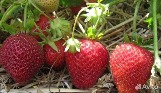 Саженцы (рассада) клубники на 2023 год