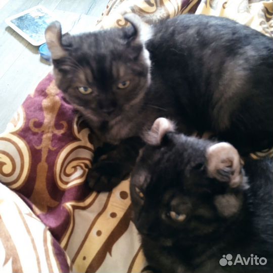 Американский керл котята