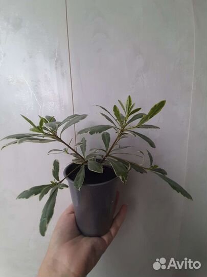 Комнатный цветок питтоспорум