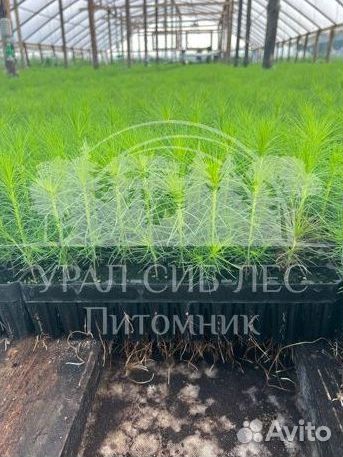 Предзаказ Голубая ель зкс сеянцы