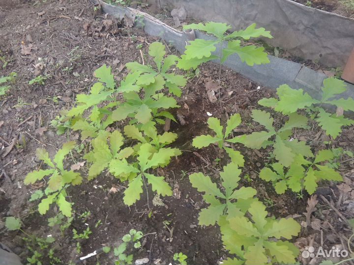 Саженцы дуба рядом с Санкт-Петербургом