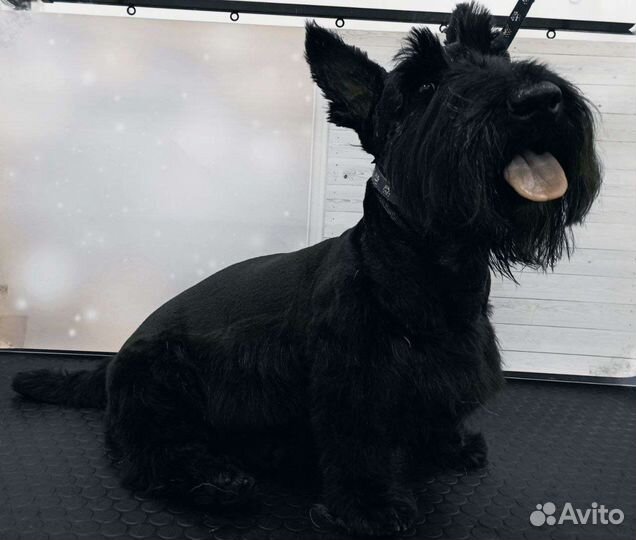 Стрижка собак и кошек