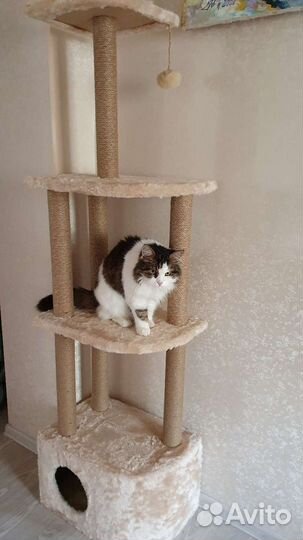 Передержка кошек домашняя