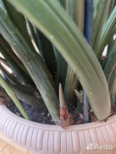 Замиокулькас