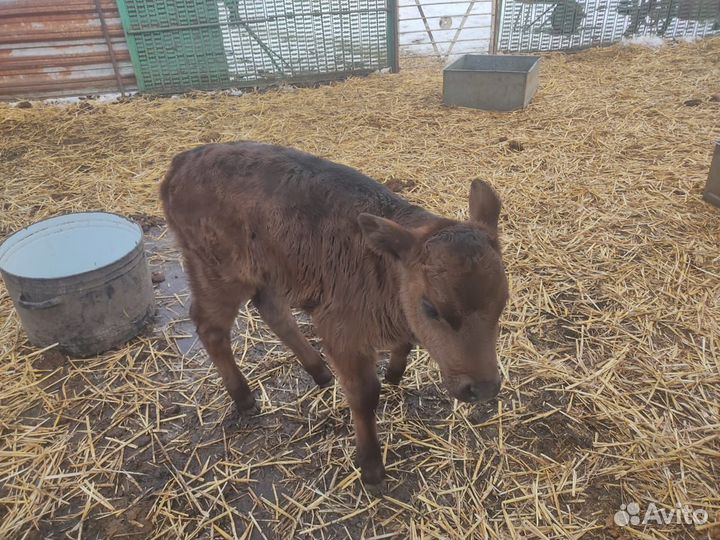 Телёнок бычок