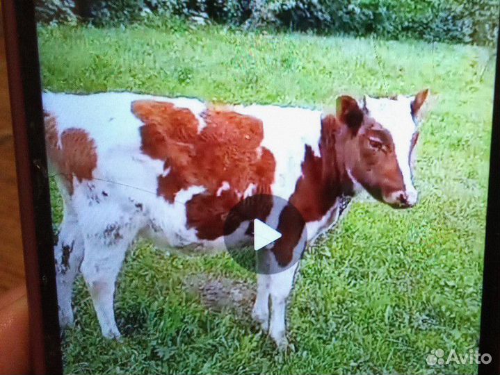 Телки 8 месяцев