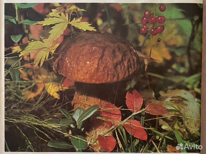 Продается энциклопедия 