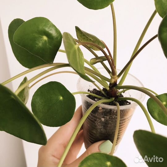 Пилея пеперомиевидная