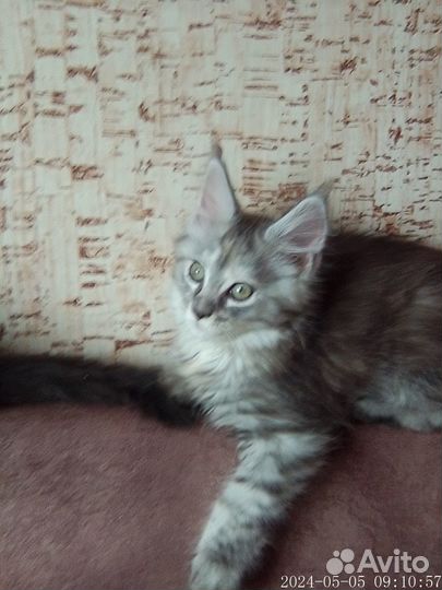 Котята мейн кун