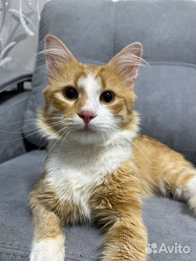 Котик Абрикос ищет любящих хозяев
