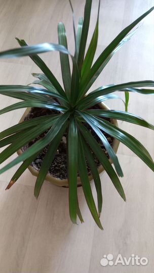 Пальма драцена