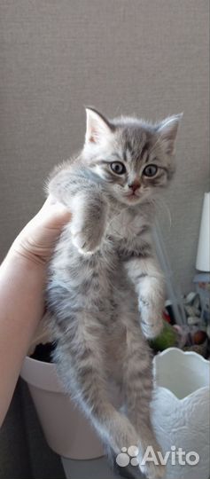 Шотландская