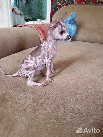 Щенок мексиканская голая, мальчик