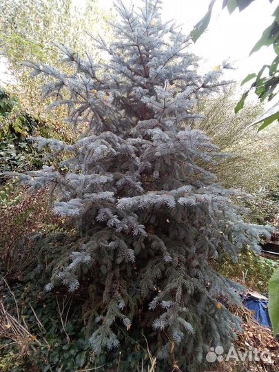 Ель супер голубая