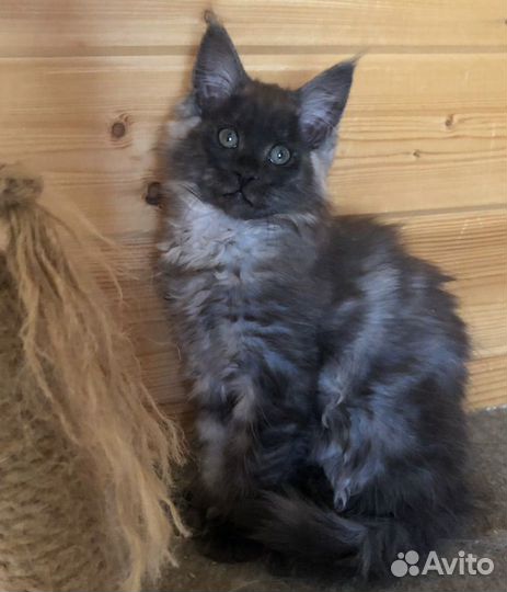 Котята мейн кун