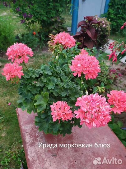 Пеларгония герань сортовая