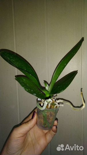 Орхидея Cupid Star SON YA