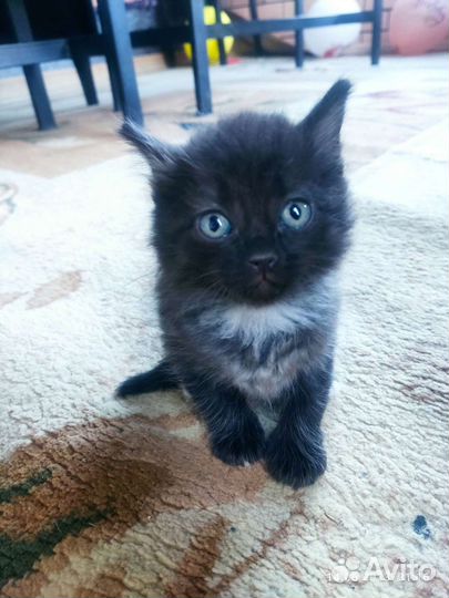 Котята турецкой ангоры