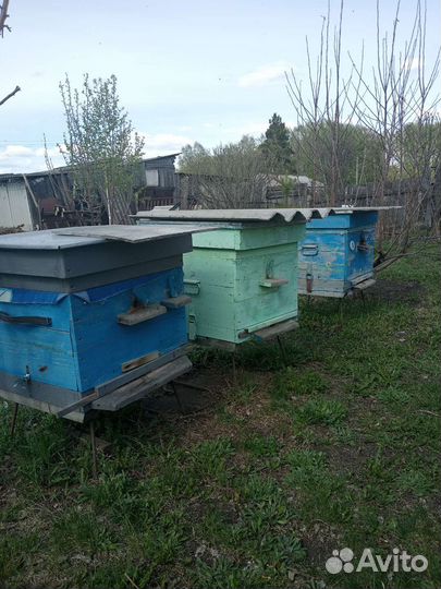 Продам пчелосемьи