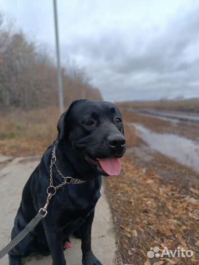 Случка собак лабрадор кобель