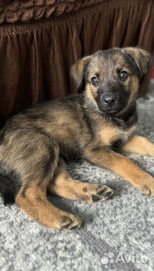 Собаки бесплатно в добрые руки щенки