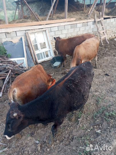 Продаються бычки -3 шт и тёлки -3 шт от 1,5-2 г