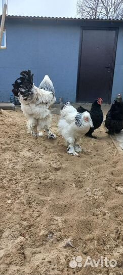 Колумбийская брама