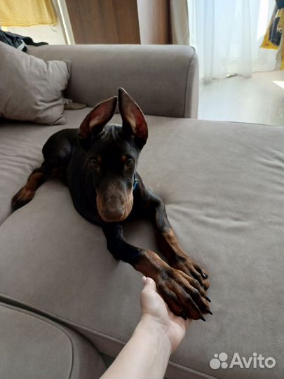Доберман щенок