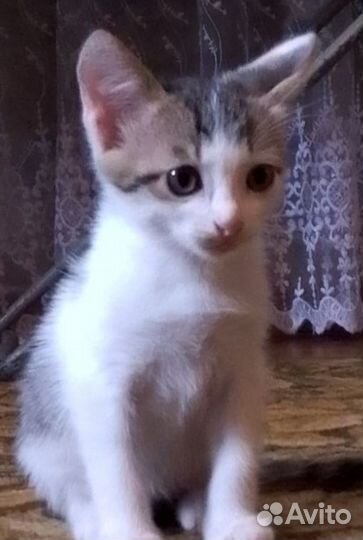 Бесплатно в добрые руки