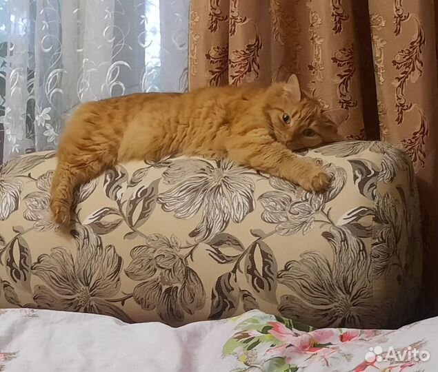 Кот