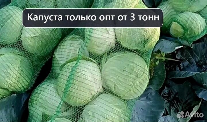 Капуста крупный опт от 3 тонн