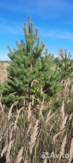 Новогодние сосны (ёлки ) оптом